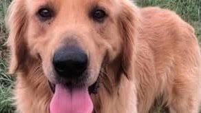 Petition Please Demand Ogie Be Returned To His Family By A Horry County Golden Retriever Rescue Change Org