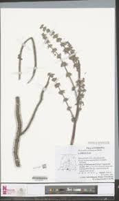 Image result for Coleus cylindraceus