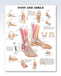 Foot And Ankle Chart 20x26 Foot Anatomy Ankle Anatomy
