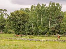 See 104 traveler reviews, 67 candid photos, and great deals for buck meadows lodge, ranked #6 of 7 hotels in groveland and rated 4 of 5 at tripadvisor. Thirley Beck Lodge Harwood Dale East Syme North York Moors And Coast Self Catering Holiday Cottage