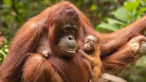 Hopefully, we can do this before it's too late. Indonesians Join Efforts To Save Endangered Orangutan