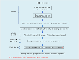 Flow Chart For Molecular Lab Project