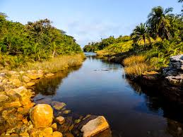 Image result for Basananthe sandersonii