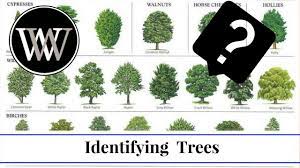 What kind of tree is this app. How To Identify A Tree By Leaf Bark And Fruit Wood And Lumber Identification For Woodworking Youtube