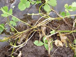 Image result for Marsileaceae