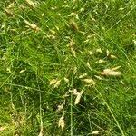 Image result for Abildgaardia ovata