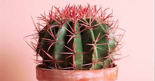 Con este tutorial de ganchillo hasta 6 clases de cactus diferentes entonces diversión mezclarlos para crear más! 10 Cosas Que No Sabias De Los Cactus
