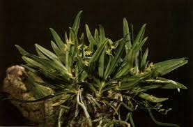 Image result for Angraecum sacciferum