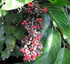 Image result for Tetracera boiviniana