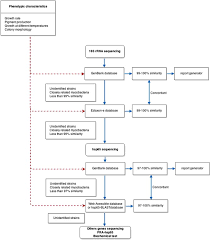 Flow Chart For The Identification Of Mycobacterium Species