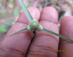 Image result for Lipocarpha