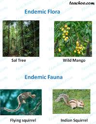 Endemic Species Definition Examples Found India Teachoo