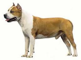 The ears may be either cropped or natural, and the weight is proportional to the height. American Staffordshire Terrier Information And Facts Dog Breeds