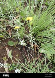 Image result for Helichrysum aureo-nitens