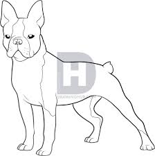 I decided to create a tutorial to show everybody how to create it. How To Draw A Boston Terrier Step By Step Easy Drawing Tutorial Easy