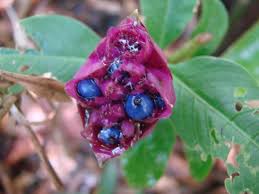 Image result for Psychotria cinerea