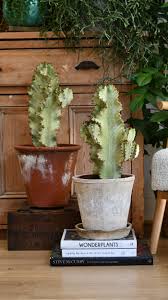 Image result for Euphorbia ingens