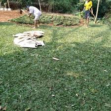 Cara membuat taman bunga minimalis bisa menjadi solusi untuk rumah minimalis anda. Jual Rumput Gajah Mini Untuk Halaman Taman Depan Rumah Kab Bogor Multi Green Tokopedia