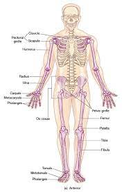 Skeletal System Appendicular Overview Human Anatomy And Physiology Anatomy Bones Human Anatomy