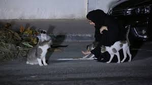 Relocating feral cats can be a difficult process and should only be attempted after every effort has been made to maintain the cats safely in their original territory. Dubai Could Soon Have Feeding Stations For Stray Cats Uae Gulf News