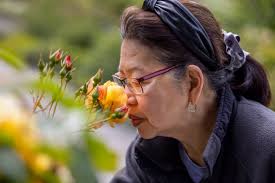 Free picture: yellow roses, petals, roses, flowering, plant, garden