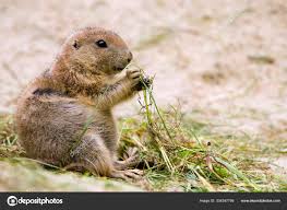 Image result for Cynomys gunnisoni obrázek