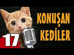 Konusan Kediler 17 En Komik Kedi Videolari Youtube