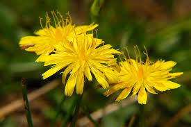 Image result for Hypochaeris