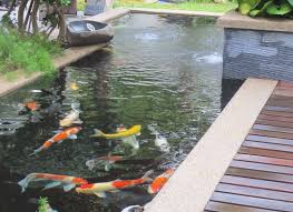 We did not find results for: Punya Kolam Koi Begini Cara Merawatnya Agar Tetap Indah Solusiruma Com