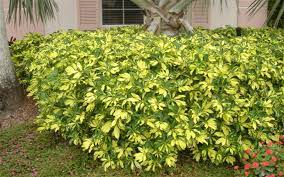 Arboricola Trinette Cape Coral Plants Umbrella Tree Plant Images