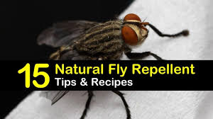 Check spelling or type a new query. Keeping Flies Away 15 Natural Fly Repellent Tips And Recipes