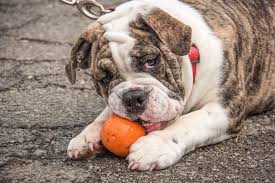 Which dog breeds are most likely to become fat? 70 Fat Dog Names Perfect Names For Your Pudgy Pup