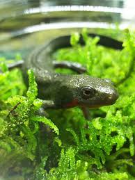 アカハライモリ Cynops Pyrrhogaster アクアフィールド 熱帯魚 水草の通信販売 商品詳細