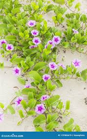 Image result for Ipomoea pes-caprae