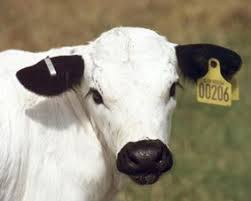 Black And White Cow Breeds Uk Lawrence Alderson White Park Cattle Breed Cattle Cute Animals Animals