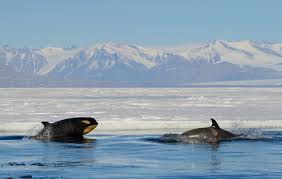 A group of several related matrilines that spend time puget sound: Killing It In Antarctica Orcas Aka Killer Whales Of The Ross Sea
