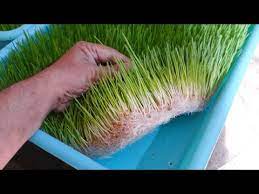The plant likes to drink, so do not allow the soil to dry out. How To Grow Wheatgrass At Home By Soil Less Easy Method Youtube