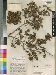 Image result for Margaritaria discoidea