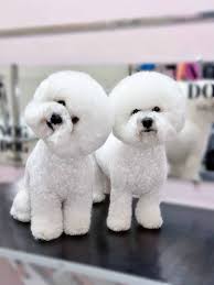 Breed Grooming Styles: Growing Demand and Features of Haircuts for Popular  Breeds - V.O.G DOG