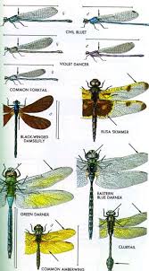Black Book Winds Of Change Bug Damsel Fly Field Guide Drawing Google Search Damselfly Dragonfly Insect Orders