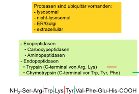 Proteasen — proteasen, proteolytische enzyme, zur hauptklasse der ⇒ hydrolasen gehörende enzyme, die proteine und peptide durch spaltung von peptidbindungen (r nh co r). Proteinspaltung Proteinabbau Als Qualitatskontrolle In Der Zelle Karteikarten Quizlet