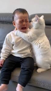 #cute #cats #fyp #catlover