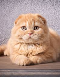 Meilleur Chat Scottish Fold Poil Long Cherche Chaton Planetrock Scottish Fold Kittens Cat Scottish Fold Munchkin Cat Scottish Fold