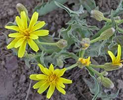 Image result for Crepis