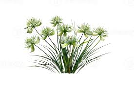 Image result for Cyperus rotundus