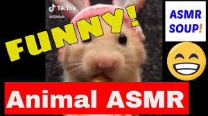 Cute Animals Do Mukbang Asmr Better Than You Funny Video Cute Animals Funny Gif Asmr