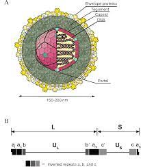 The ends of the dna are possibly held together or in close proximity inasmuch as a small fraction of the packaged dna appears to be circular. Figure 1 From Human Herpes Simplex Virus Life Cycle And Development Of Inhibitors Semantic Scholar