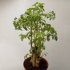 Image result for Polyscias