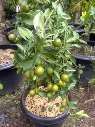 Dengan begitu, anda tetap bisa menikmati buah namun perlu anda ketahui bahwa tidak semua jenis tanaman buah dapat ditanam di dalam pot. Bibit Tanaman Buah Dalam Pot Tabulampot Trend Terbaru Info Seputar Pertanian