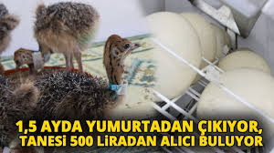 universitede uretilen deve kusu yavrulari kapisiliyor youtube